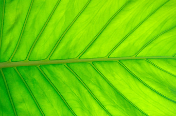 Image showing green leaf 