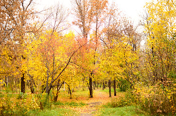 Image showing autumn