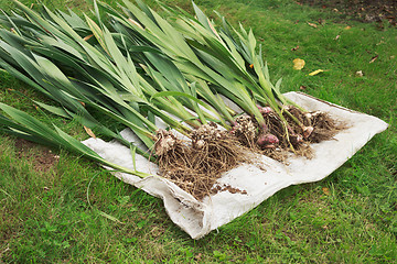 Image showing Gladiolus roots