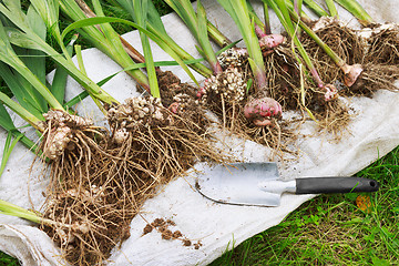 Image showing Gladioli dug to put in storage