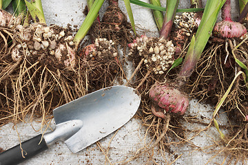 Image showing Gladiolus are dug up  for the storage