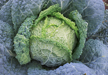 Image showing Savoy cabbage