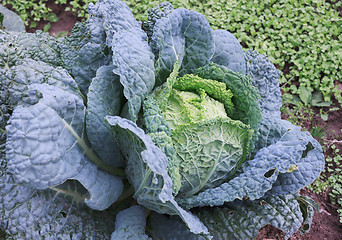 Image showing Savoy cabbage in the garden