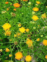 Image showing beautiful flower of yellow calendula