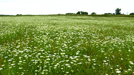 Image showing summer landscape with field of flowers