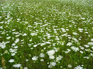 Image showing summer landscape with field of flowers