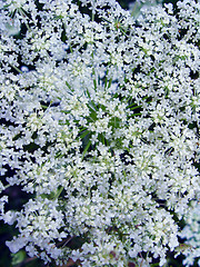 Image showing background of summer field of flowers