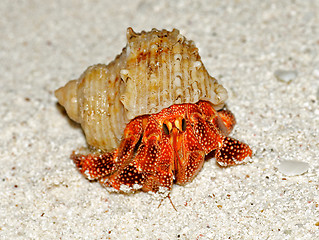 Image showing Beautiful Big Hermit Crab