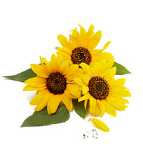 Image showing Three Sunflowers