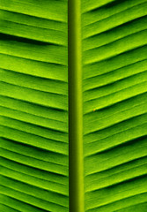 Image showing Banana Palm Leaf  