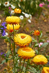 Image showing Helichrysum (Everlasting ) flowers on flowerbed