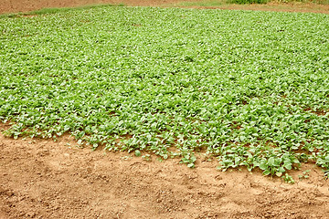 Image showing Planted radishes in the garden