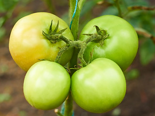 Image showing Four green tomatoes in greenhouse