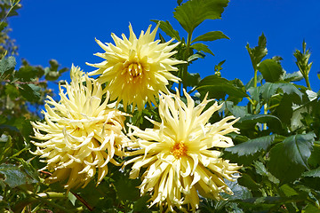 Image showing Three yellow dahlias in the flowerbed