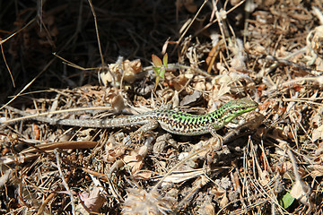 Image showing green lizard