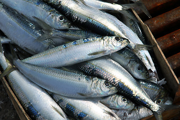 Image showing sardines on a fish market