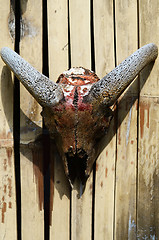 Image showing Goat Skull