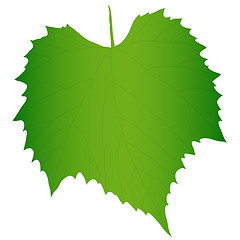 Image showing Green grape leaf