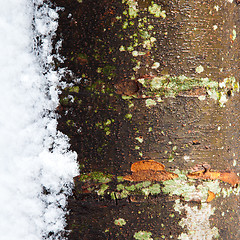 Image showing Tree Trunk in the Winter with Snow