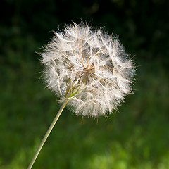 Image showing Dandelion Seed Head