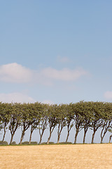 Image showing Borderline trees