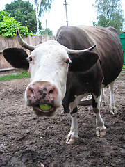 Image showing The cow chews an apple