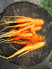 Image showing a bunch of pulled out carrots