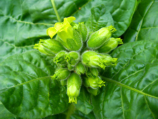 Image showing Flowers of tobacco