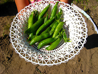 Image showing Fresh green pods of peas