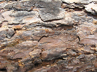 Image showing Dark bark of the pine