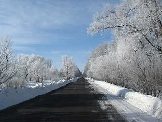 Image showing  hoarfrost on the trees
