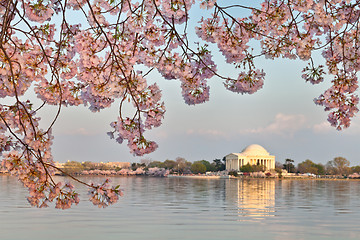 Image showing Washington DC Jefferson Memorial Framed by Cherry Blossoms