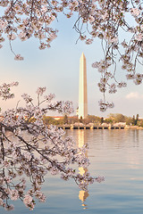 Image showing Washington DC Washington Monument Framed by Cherry Blossoms Bran