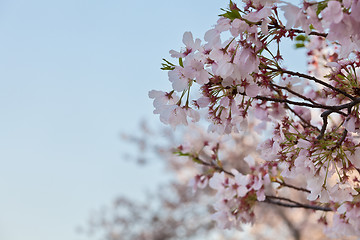 Image showing Washington DC Cherry Blossoms Close up