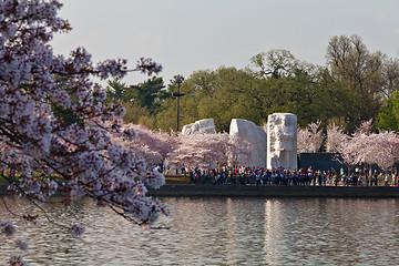 Image showing Martin Luther King Memorial in Washington DC with Cherry Blossom