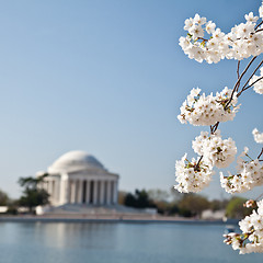 Image showing Washington DC Jefferson Memorial with Cherry Blossoms