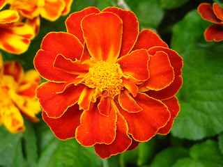 Image showing A beautiful flowers of tagetes