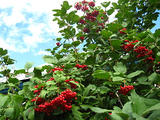 Image showing Clusters of a red ripe guelder-rose