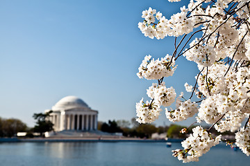 Image showing Washington DC Jefferson Memorial with Cherry Blossoms