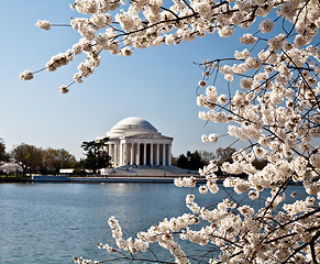 Image showing Washington DC Jefferson Memorial with Cherry Blossoms