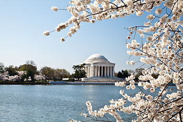 Image showing Washington DC Jefferson Memorial with Cherry Blossoms