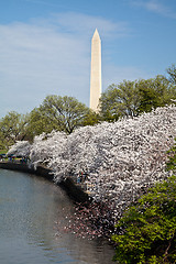 Image showing Washington DC Washington Monument reflected in Tidal Basin with 