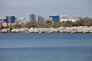 Image showing Washington DC Cherry Blossoms at Tidal Basin