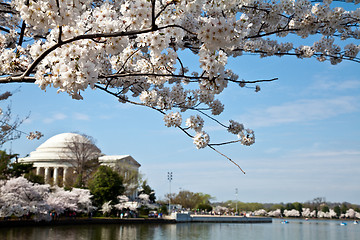 Image showing Washington DC Jefferson Memorial with Cherry Blossoms