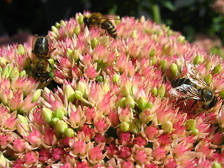 Image showing bees collecting nectar on the flower