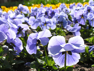 Image showing pansy skyline