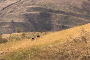 Image showing red deer doe and calf