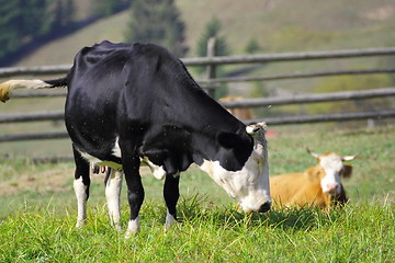 Image showing two cows