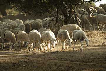 Image showing Sheep herd