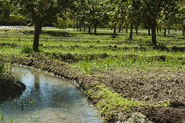 Image showing Watering orchard